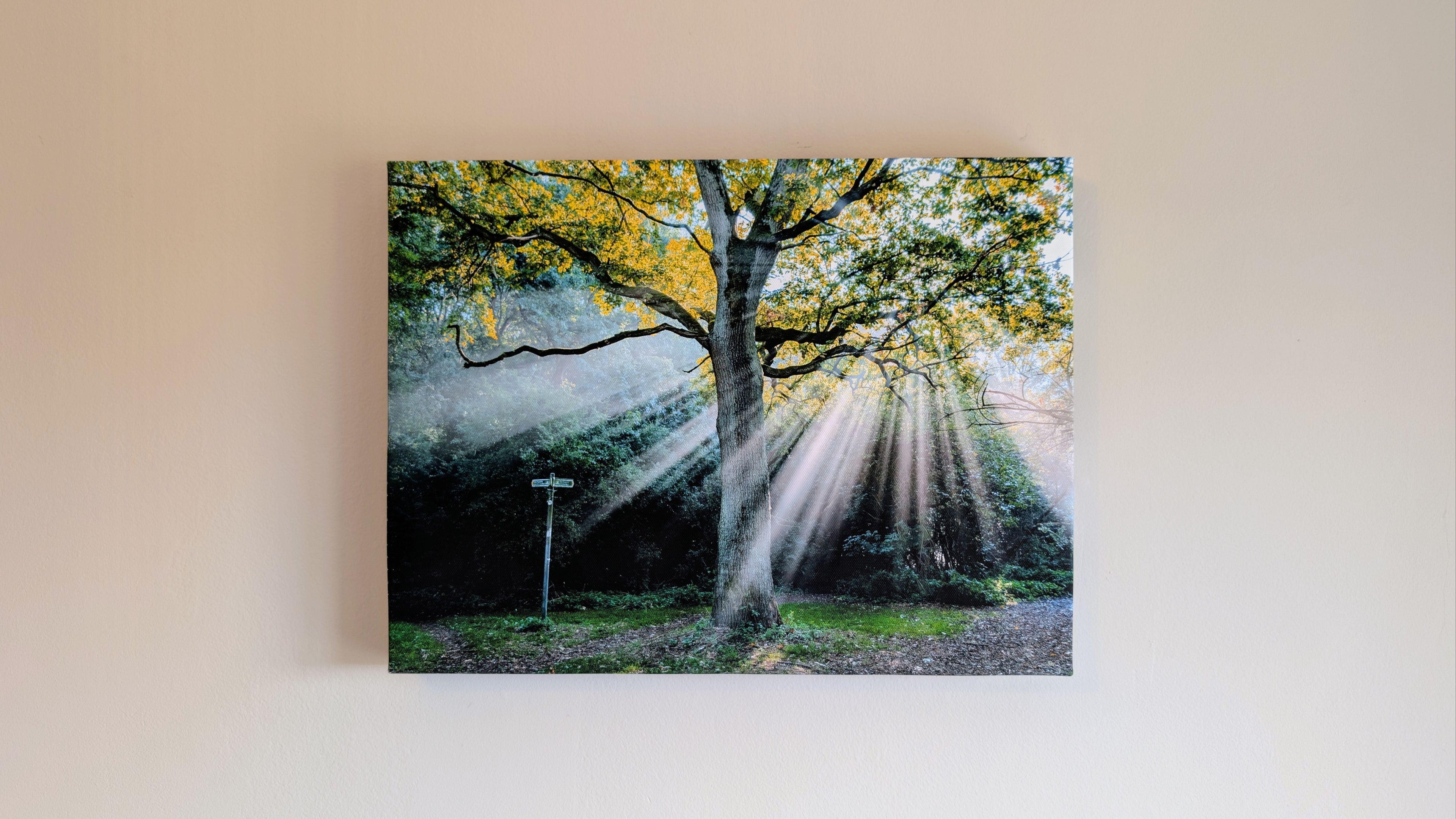 Canvas print of a forest scene with sunlight filtering through trees on a wall.