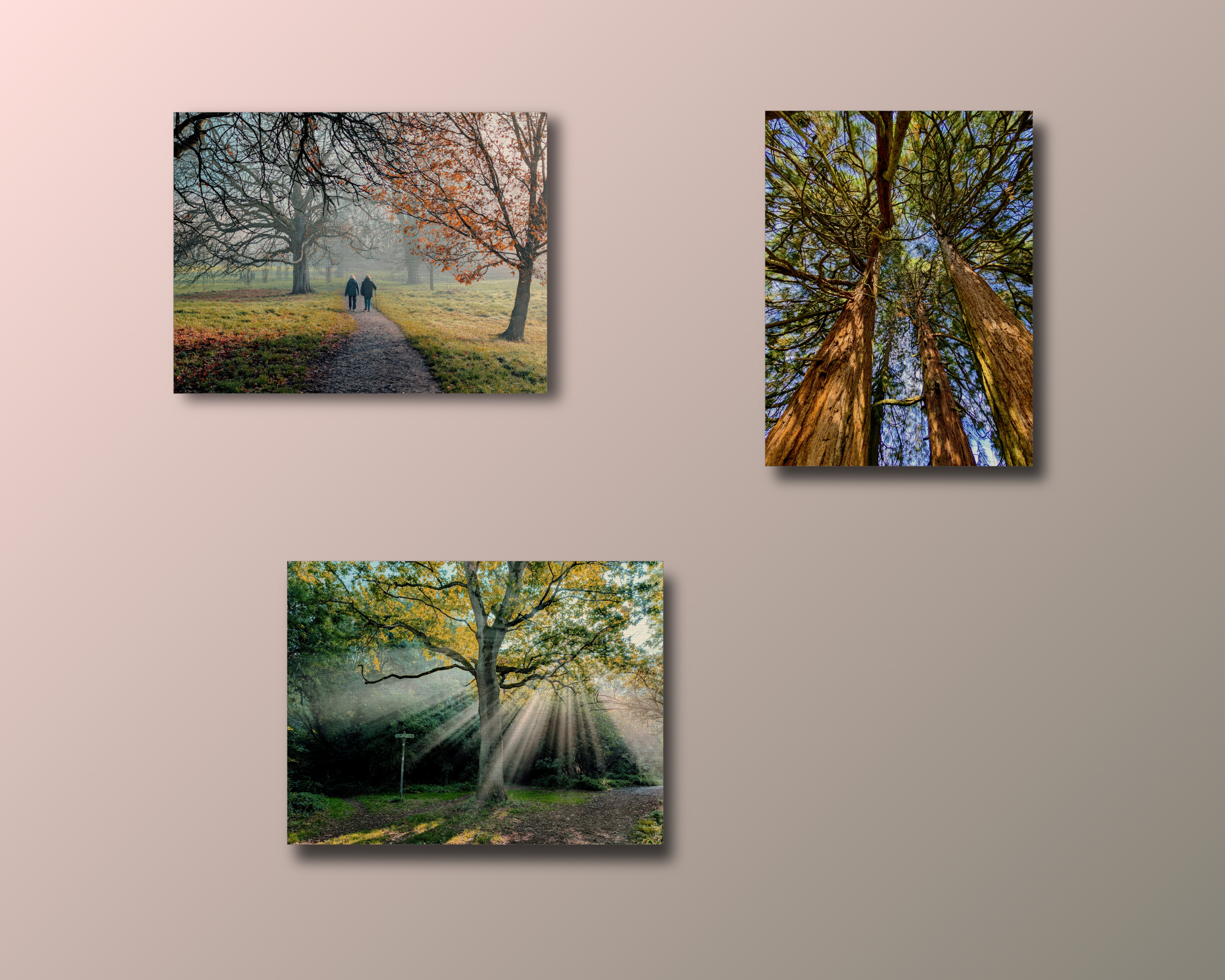 Northridge park tall cedar trees canvas print