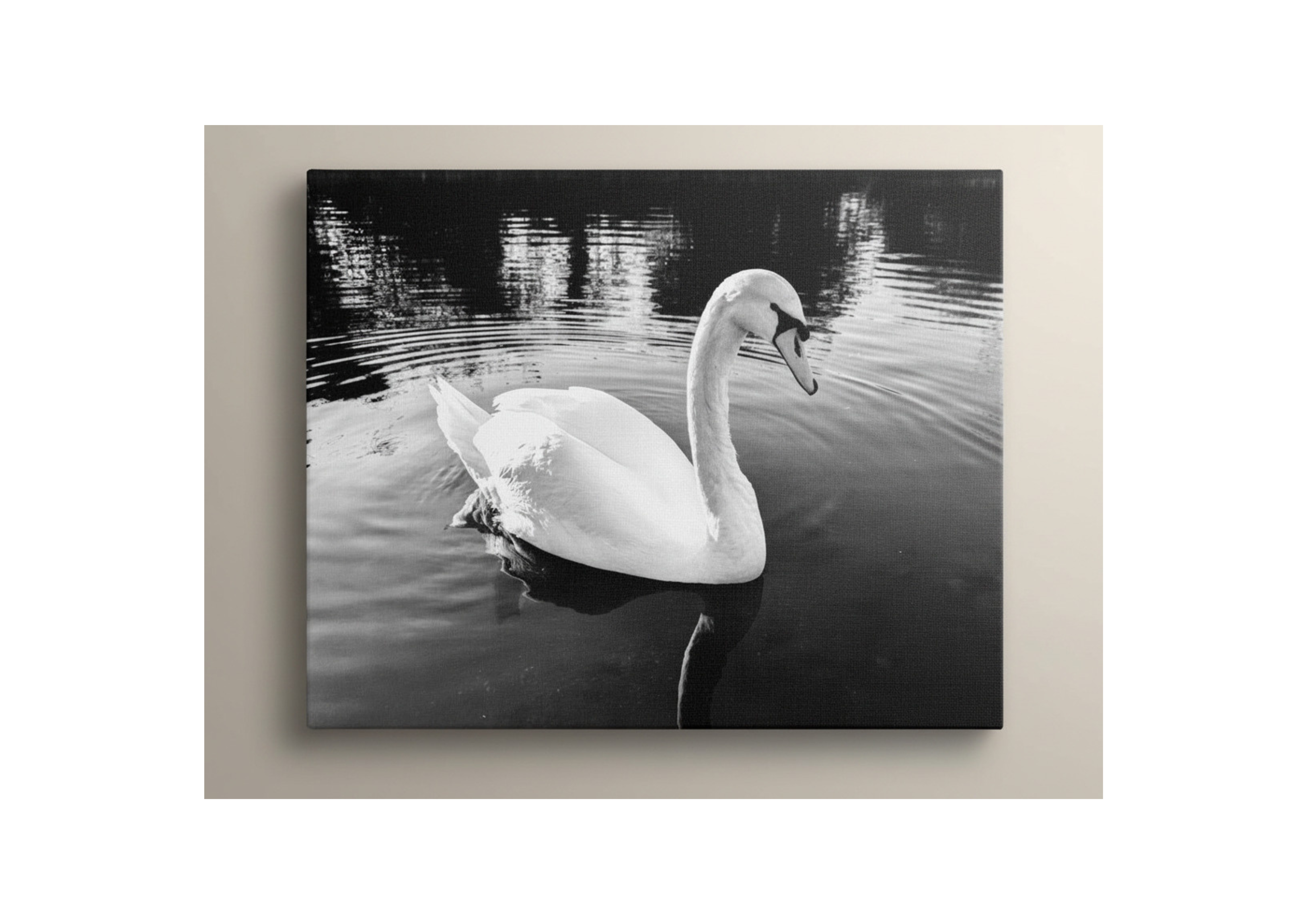 Graceful Swan on the river in black and white canvas print