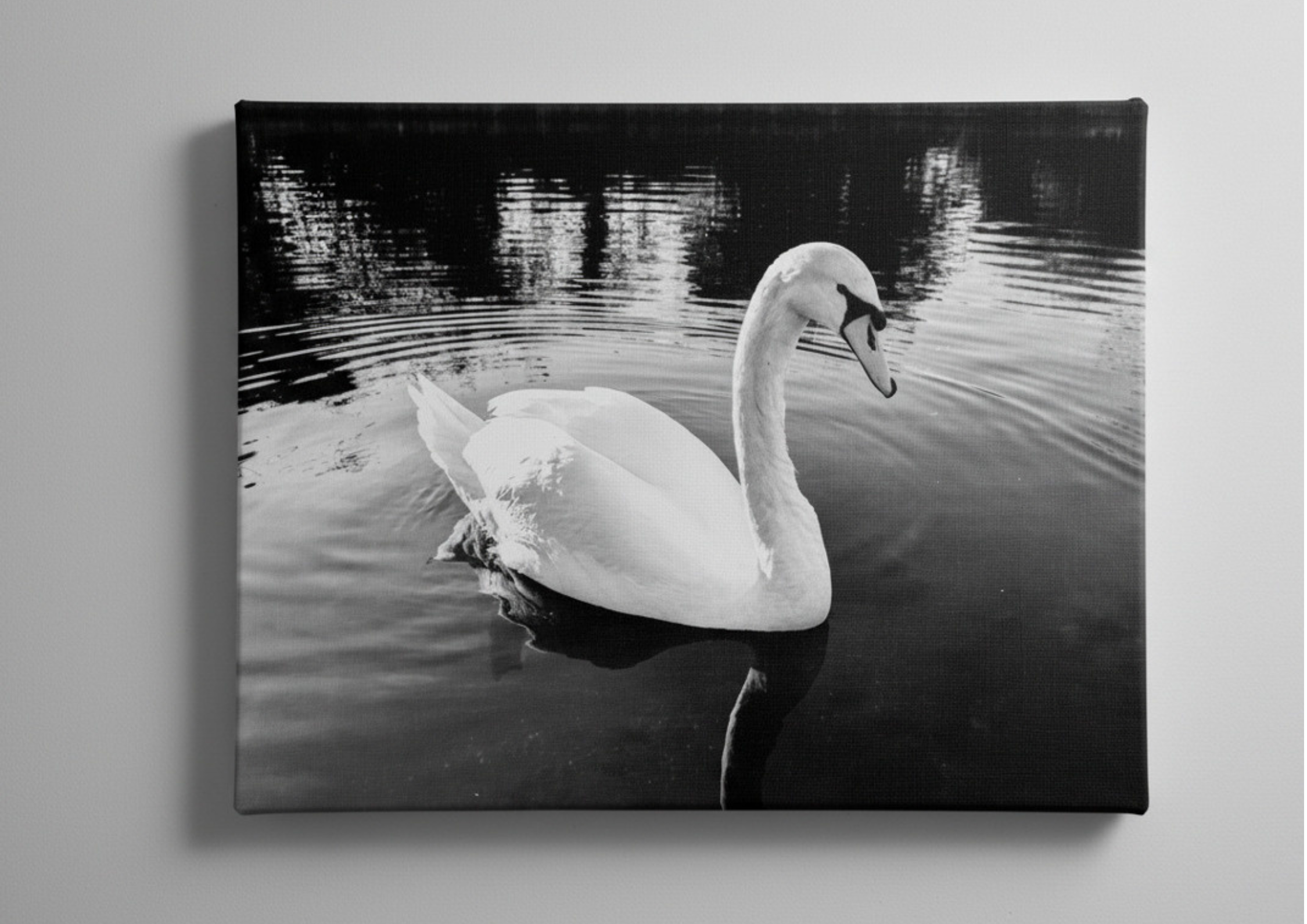 Graceful Swan on the river in black and white canvas print