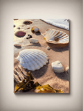 Seashells on sandy beach stretched canvas print, full framed shell scene