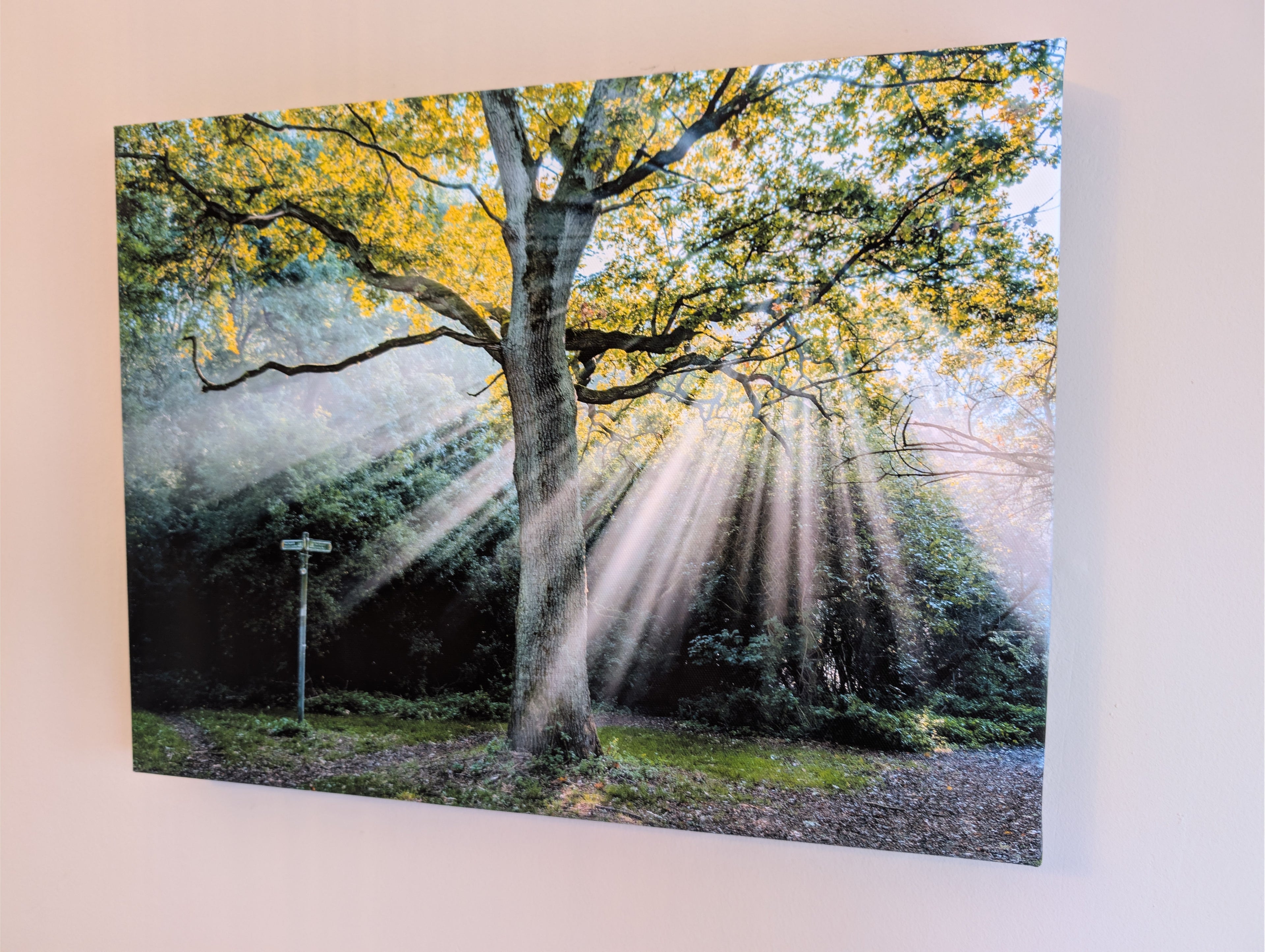 Autumn woodland canopy canvas print with tall tree and sunlit rays through leaves