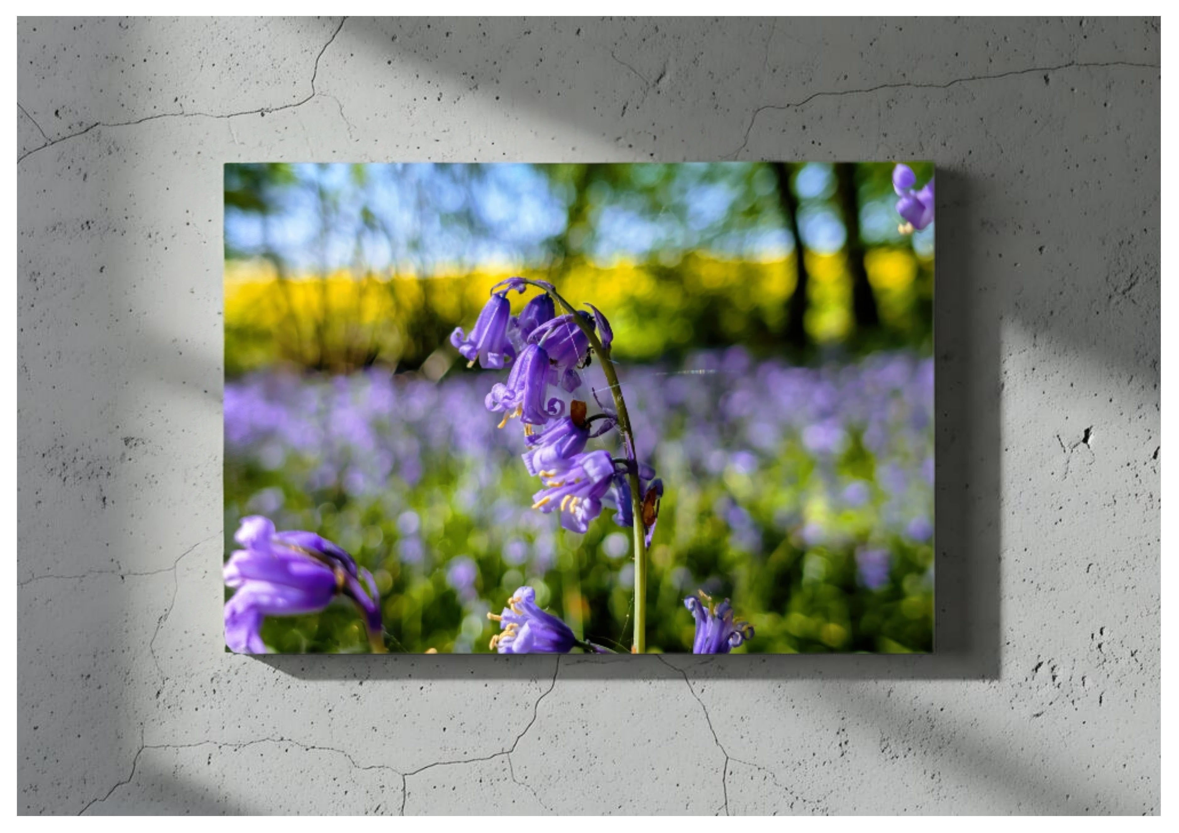 Canvas Bluebell photography print