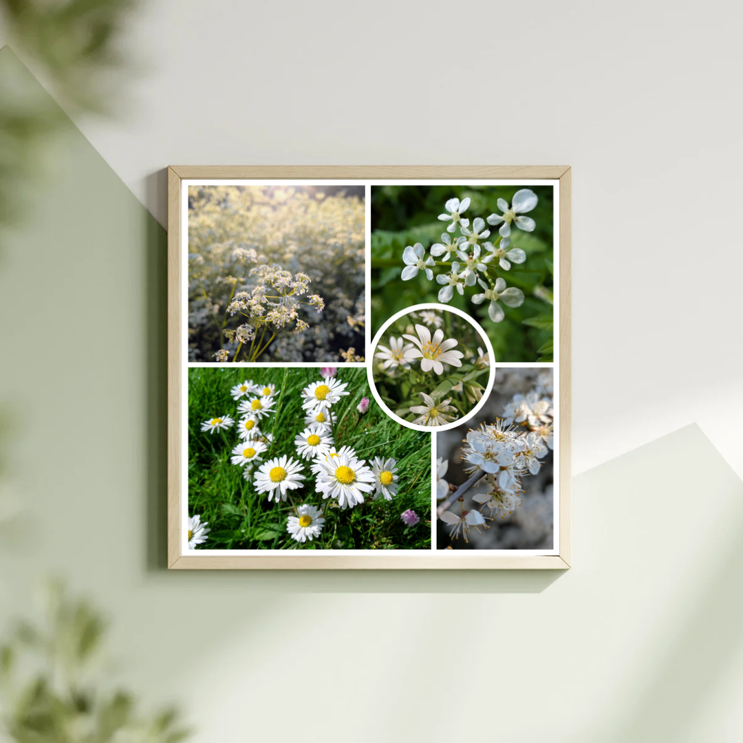 White wildflowers collage