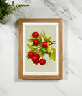 Oak-framed hawthorn berries art print with red berries and green leaves