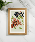 Wood framed botanical print of elderberries with dark and red berry clusters