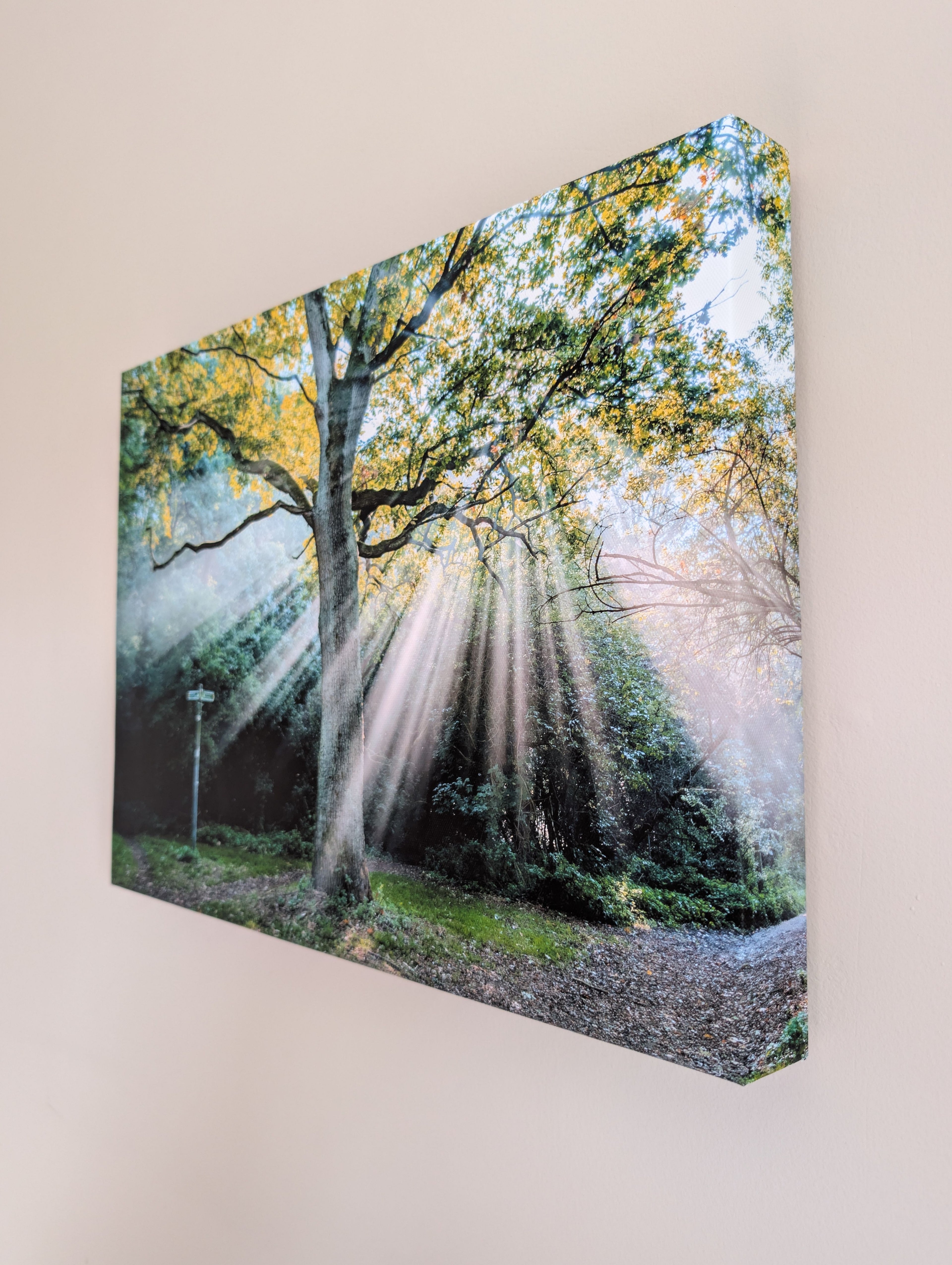 Landscape canvas print with a large tree and a winding park path