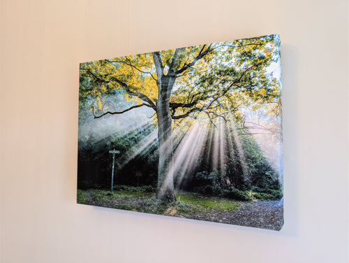 Landscape canvas print with large oak tree and sunlit long shadows through woods