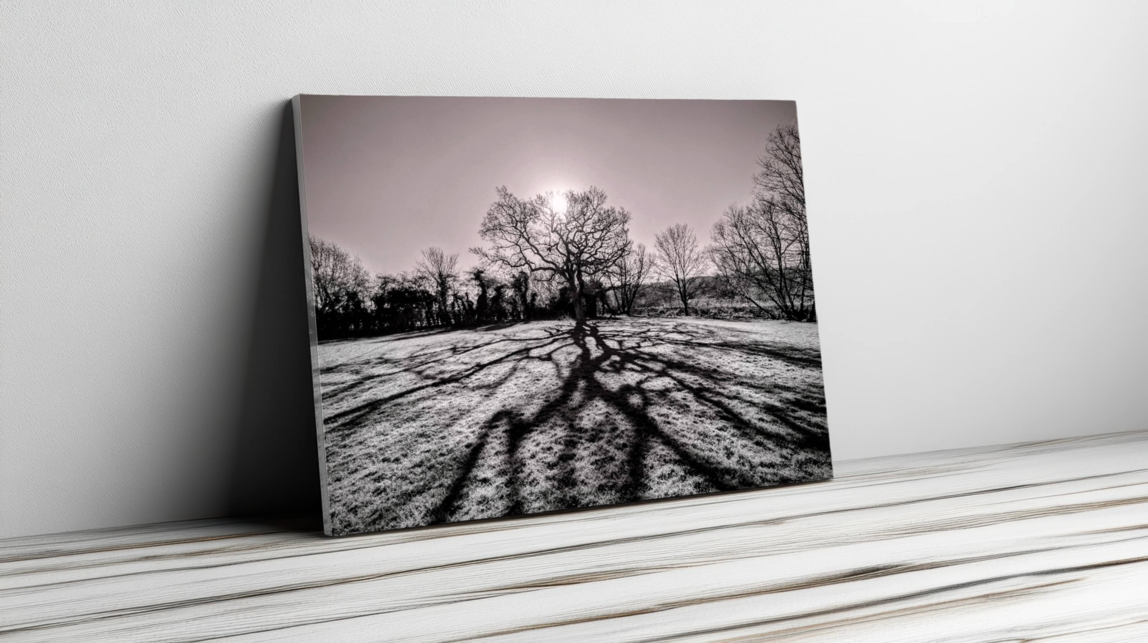 Old Oak tree and long shadows canvas print