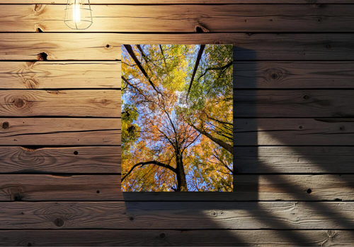 Autumn woodland canopy canvas print