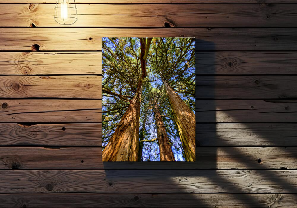 Northridge park tall cedar trees canvas print, 12x16 inch, 260gsm matte polyester, recycled frame