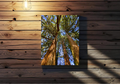 Northridge park tall cedar trees canvas print, 12x16 inch, 260gsm matte polyester, recycled frame