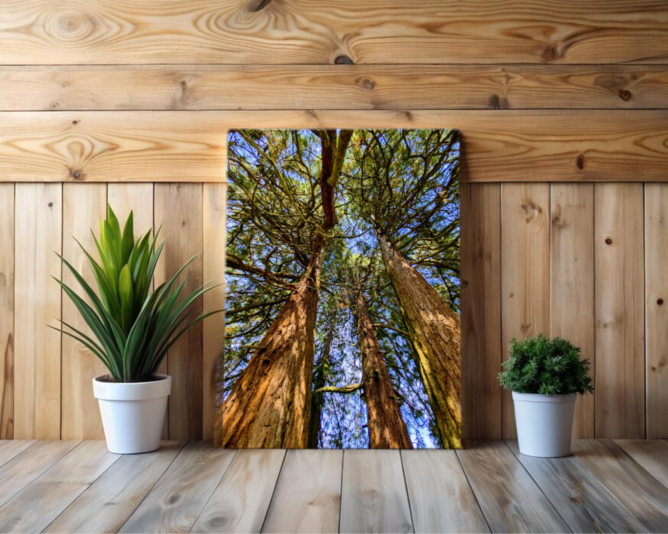 Northridge park tall cedar trees canvas print