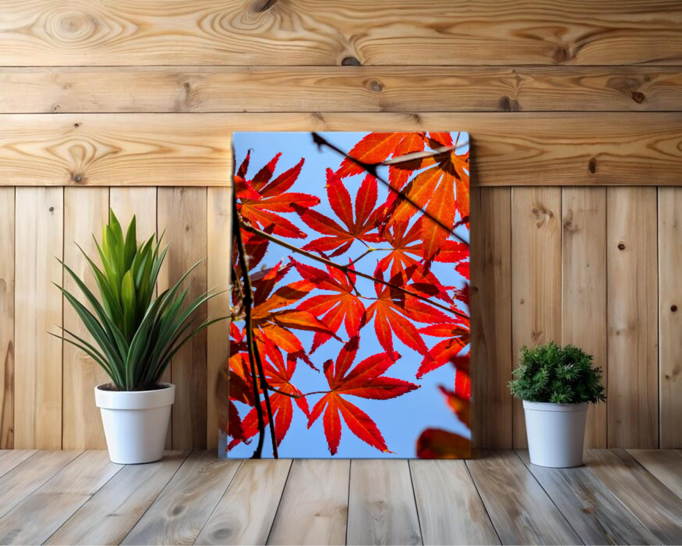 Sunlight through Red Acer Japonica leaves printed canvas