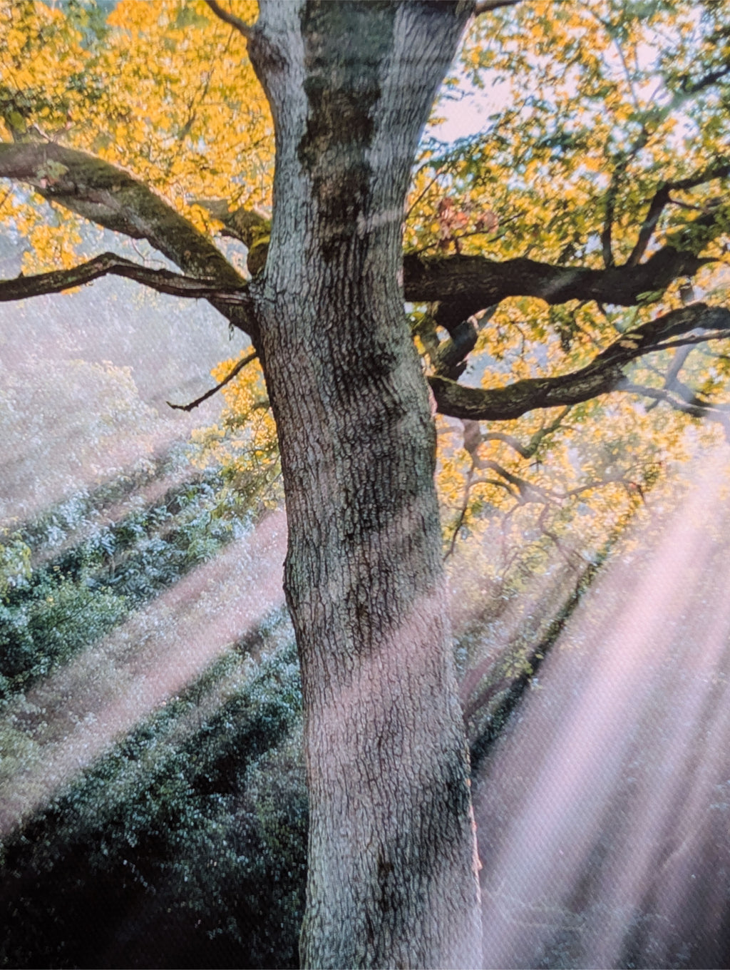 Oak tree on a misty morning canvas print