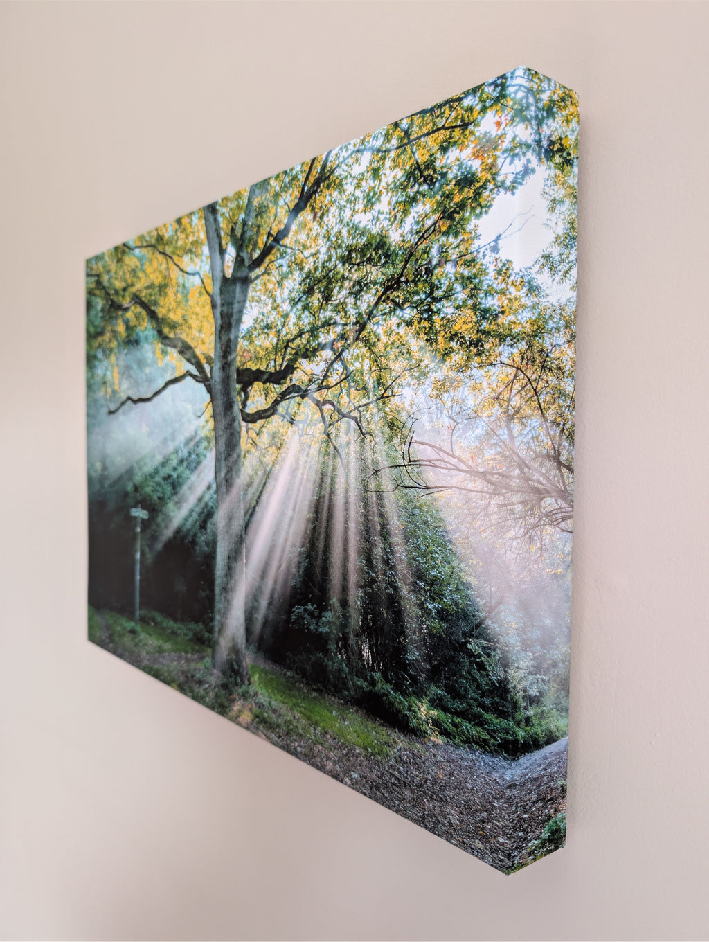 Oak tree on a misty morning canvas print, 12x16 inch, 260gsm matte polyester, recycled frame