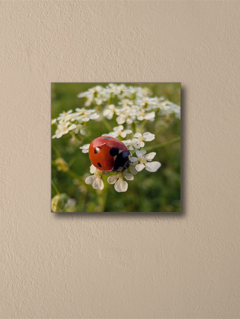 Ladybird on wildflowers photography Canvas