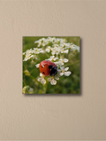 Ladybird on wildflowers photography Canvas