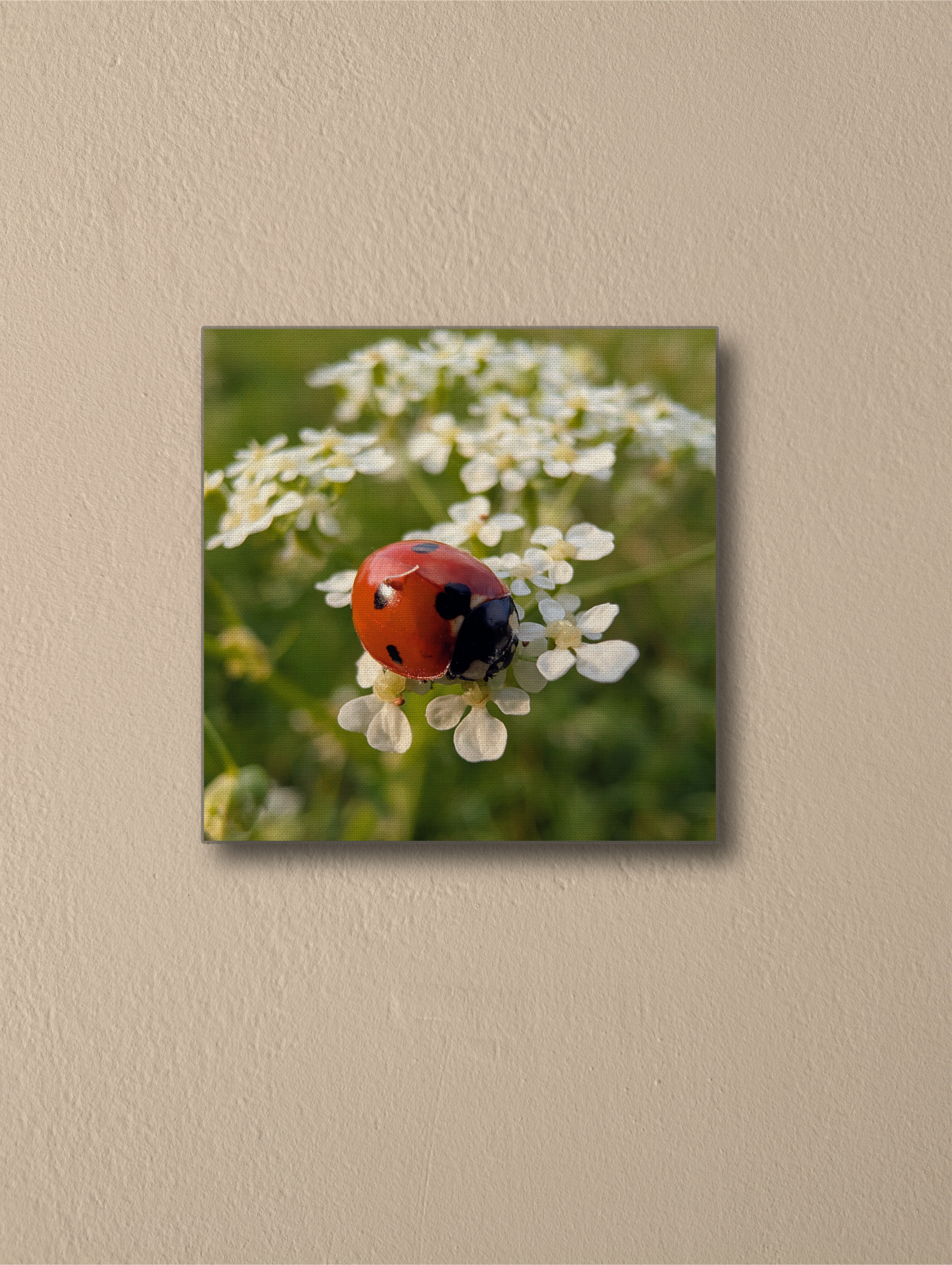 Ladybird on wildflowers photography Canvas