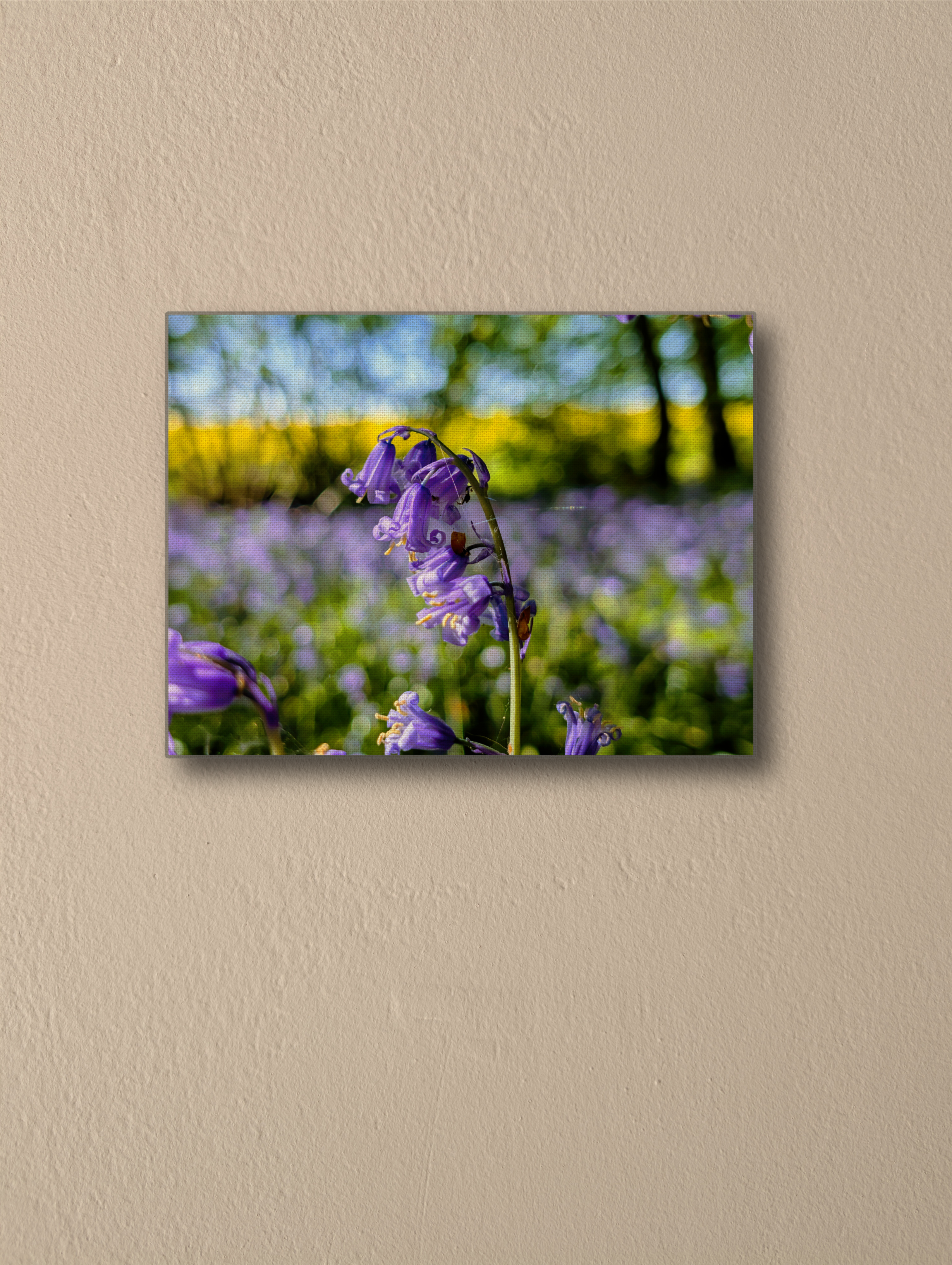 Canvas Bluebell photography print