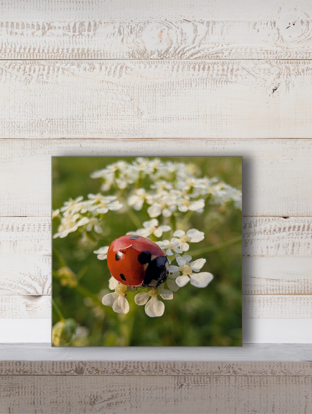 Ladybird on wildflowers photography Canvas