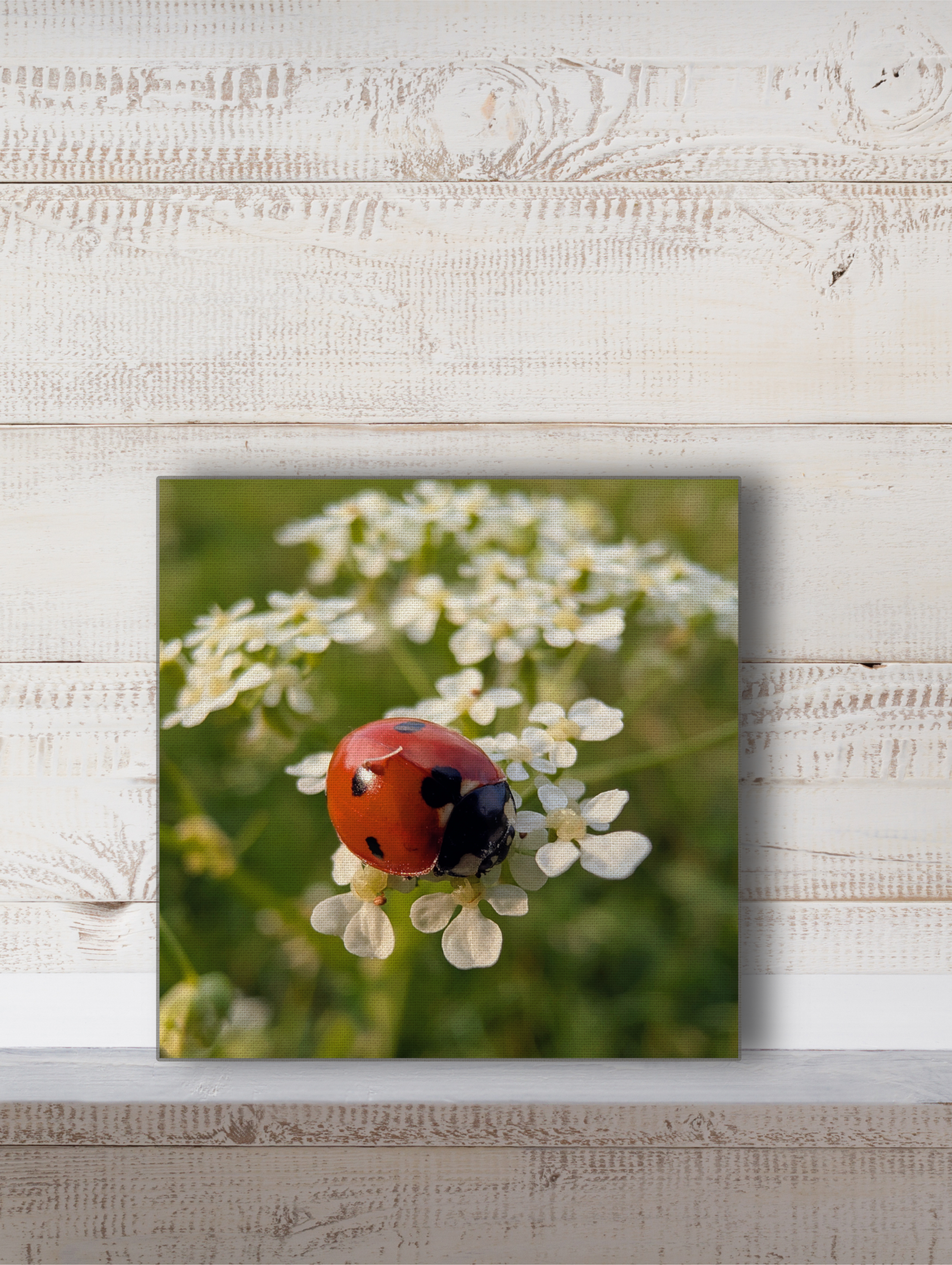 Ladybird on wildflowers photography Canvas