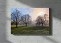 Landscape canvas print with bare trees, open field, and pale sunrise sky