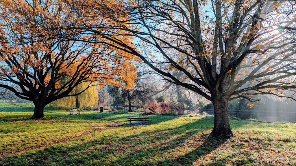 16x24" canvas print of autumn trees by a canal with light morning mist