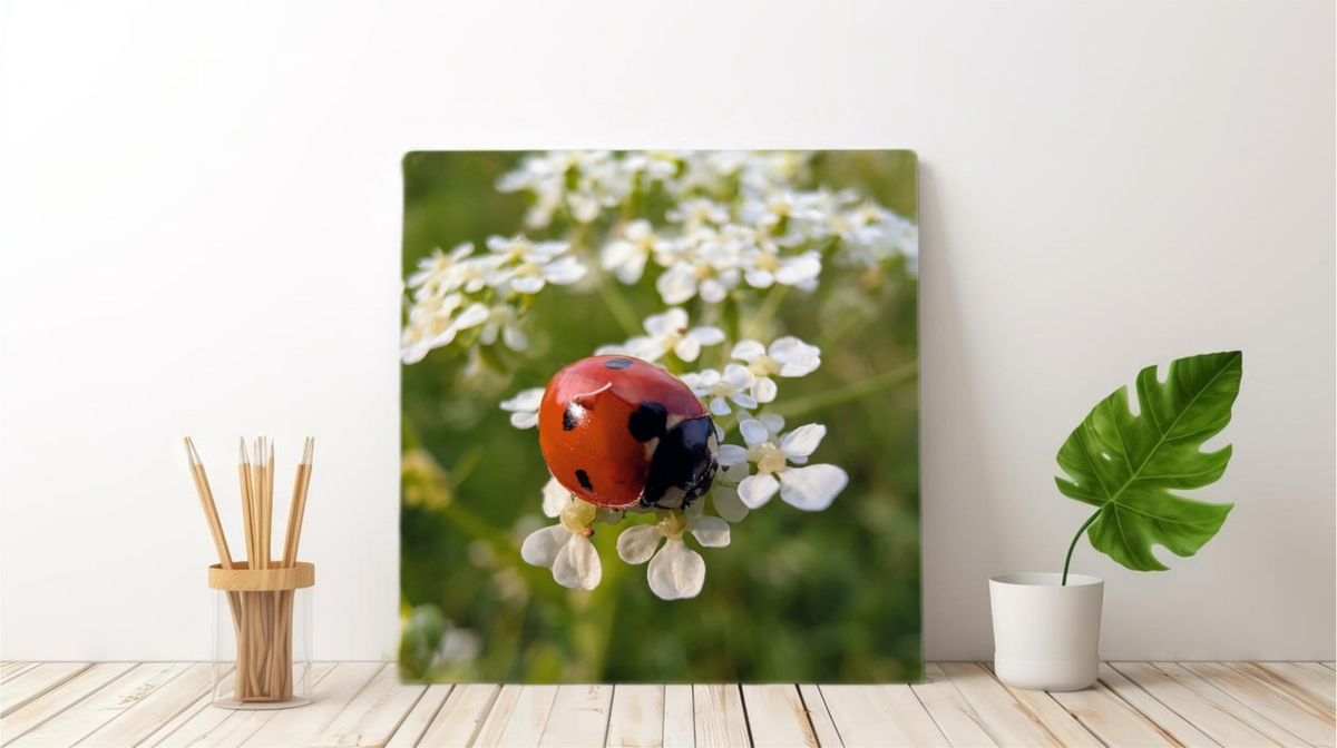 Framed canvas print of a red ladybug on white wildflowers