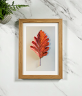 Framed oak leaf print with red autumn maple leaf on off-white mat