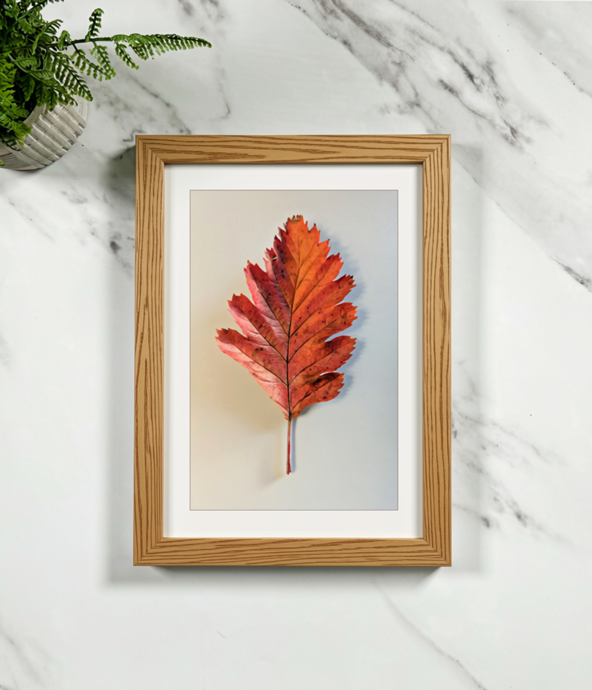 Framed oak leaf print with red autumn maple leaf on off-white mat