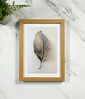Oak wood framed botanical leaf portrait print, single pressed leaf illustration