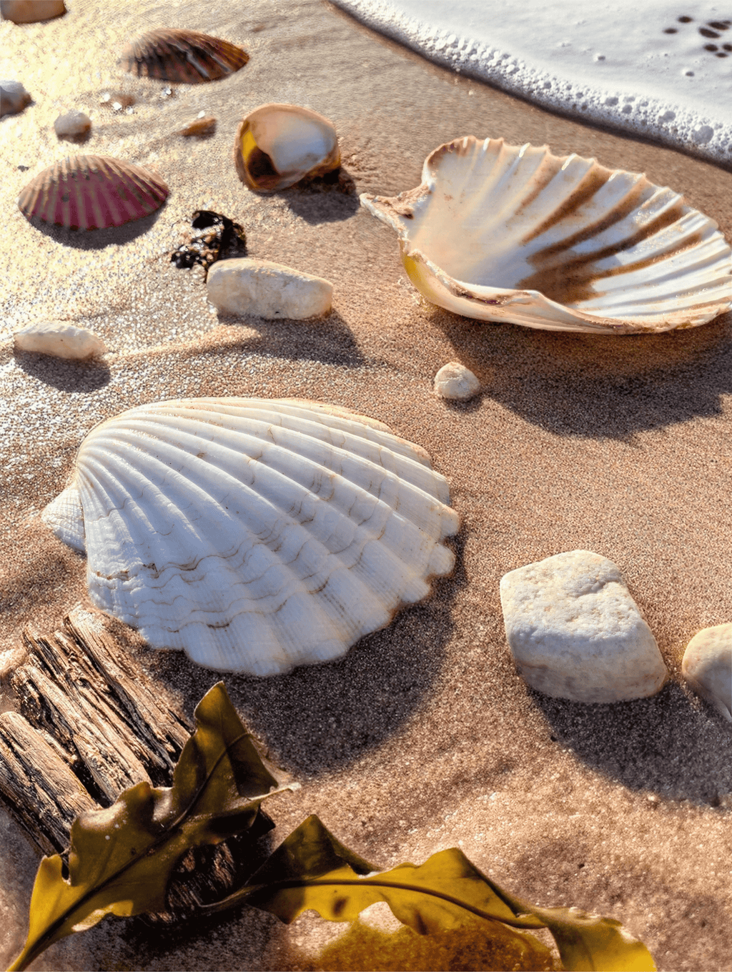Seashells on sandy beach stretched canvas print, close-up shells and pebbles