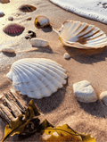 Coastal seashell wall art with white and gold shells on sandy beach surface