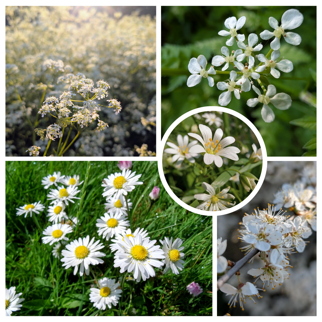 	White wildflowers collage digital download, nature photography from England, 1:1 square format