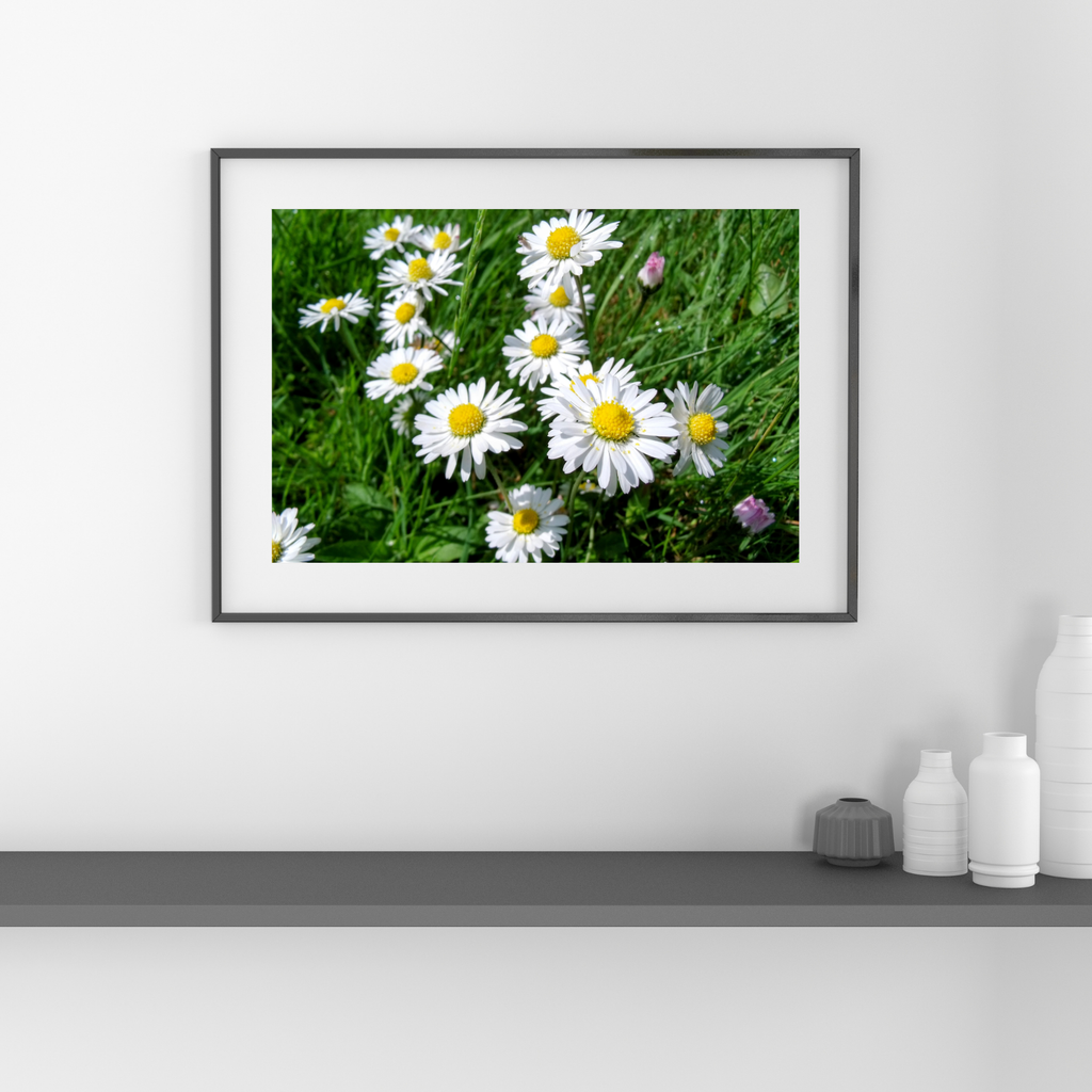  Lawn daisies Bellis Perennis on green grass digital photo download, Bovingdon Hertfordshire