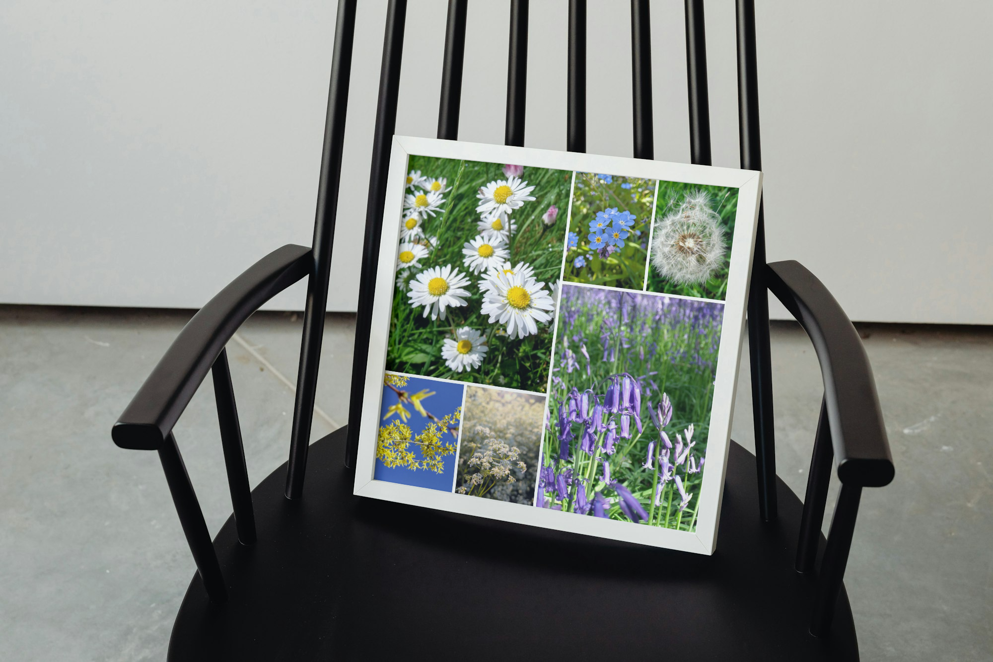 Lawn daisies on lush green grass
