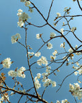 Spring cherry blossom against clear blue sky digital photo download, Buckinghamshire England