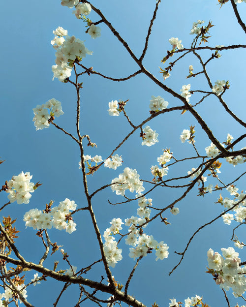 Cherry blossom in April wall art: white blossoms on branching limbs