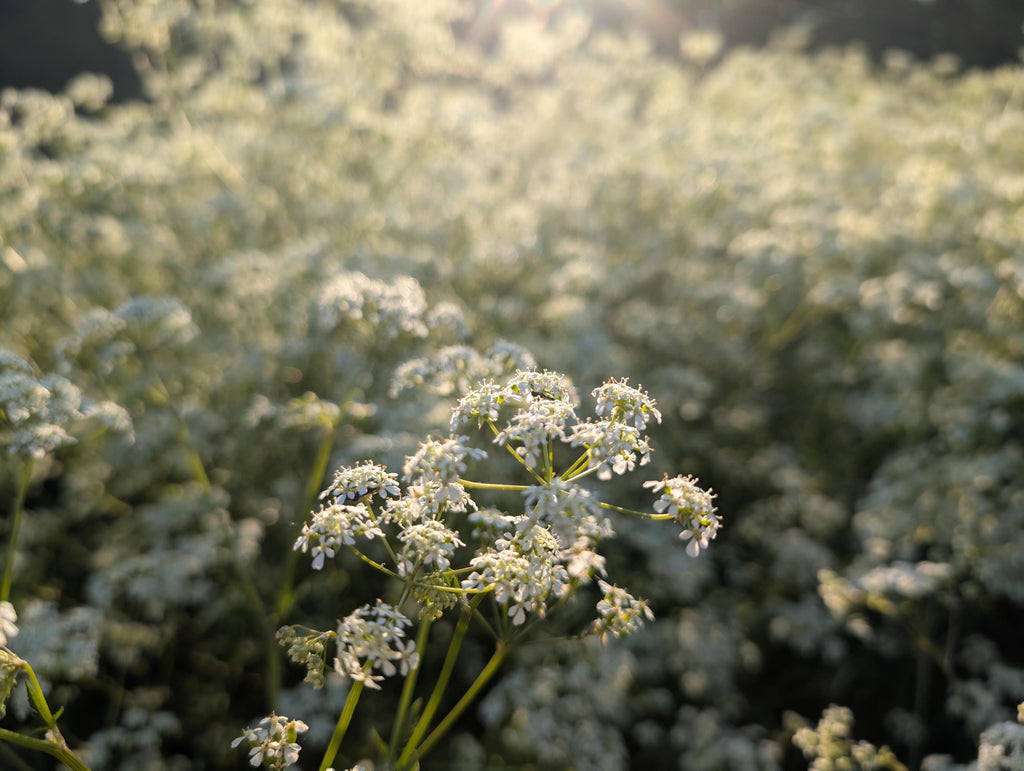 Cow parsley field on a sunny May evening digital photo download, Hertfordshire England