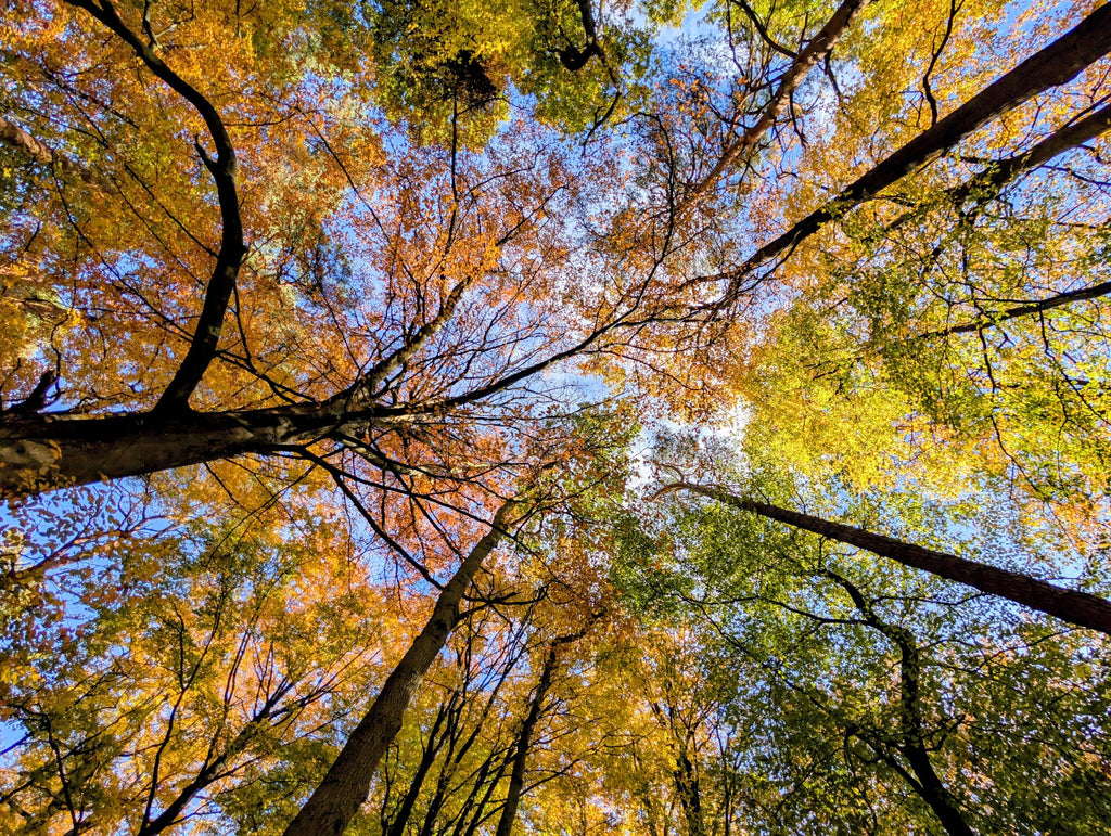 Tree canopy in autumn