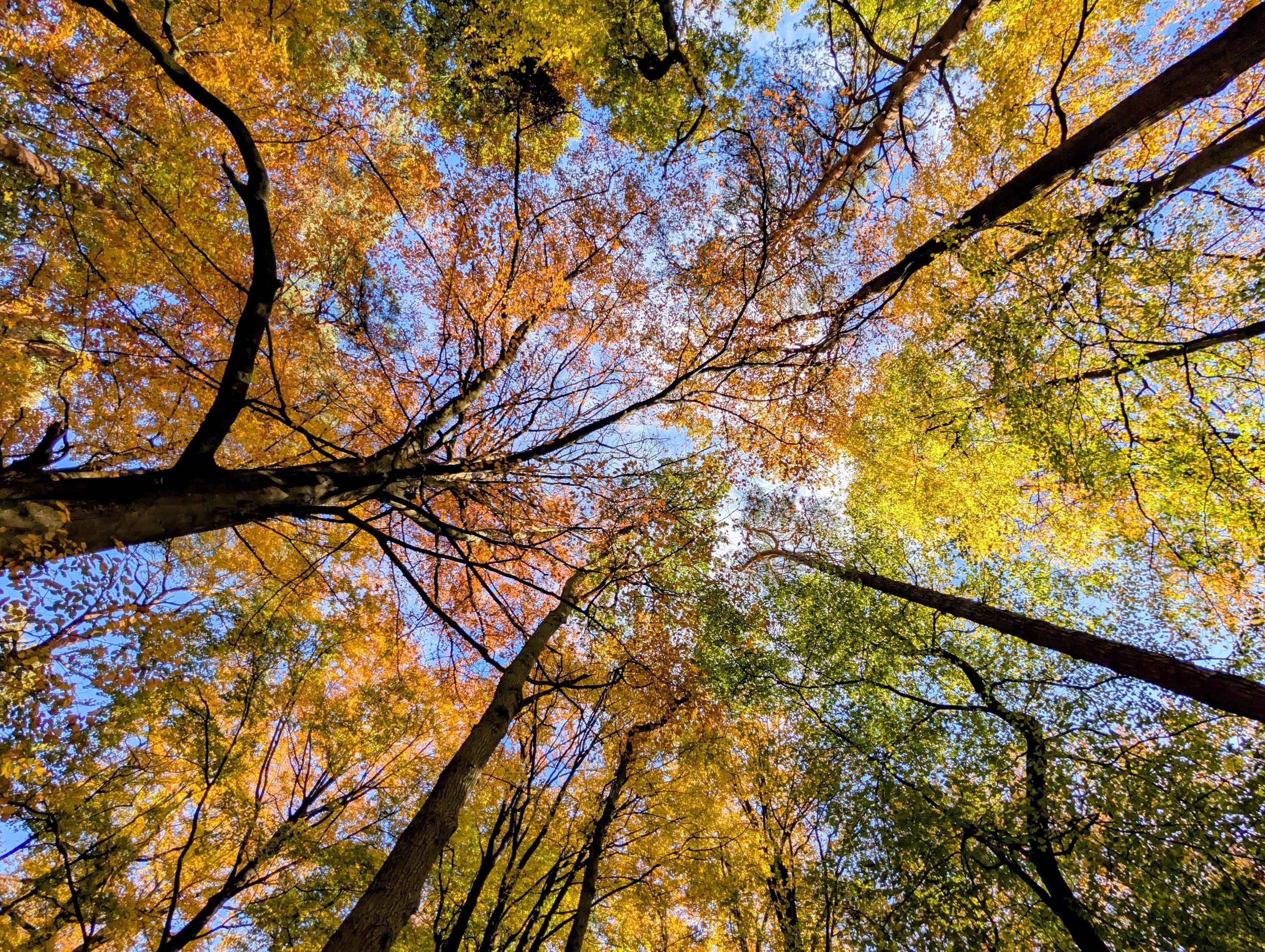 Tree canopy in autumn