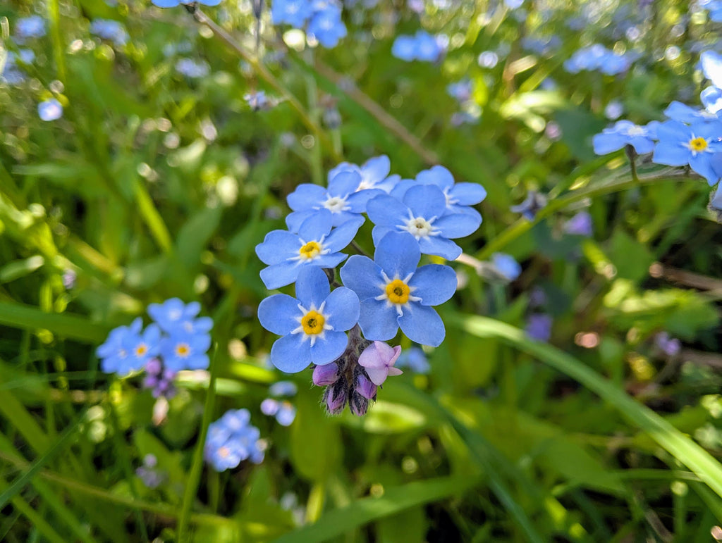 Forget-me-nots in the woodland