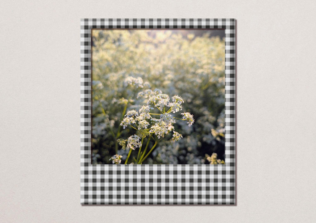 Cow parsley on a May evening