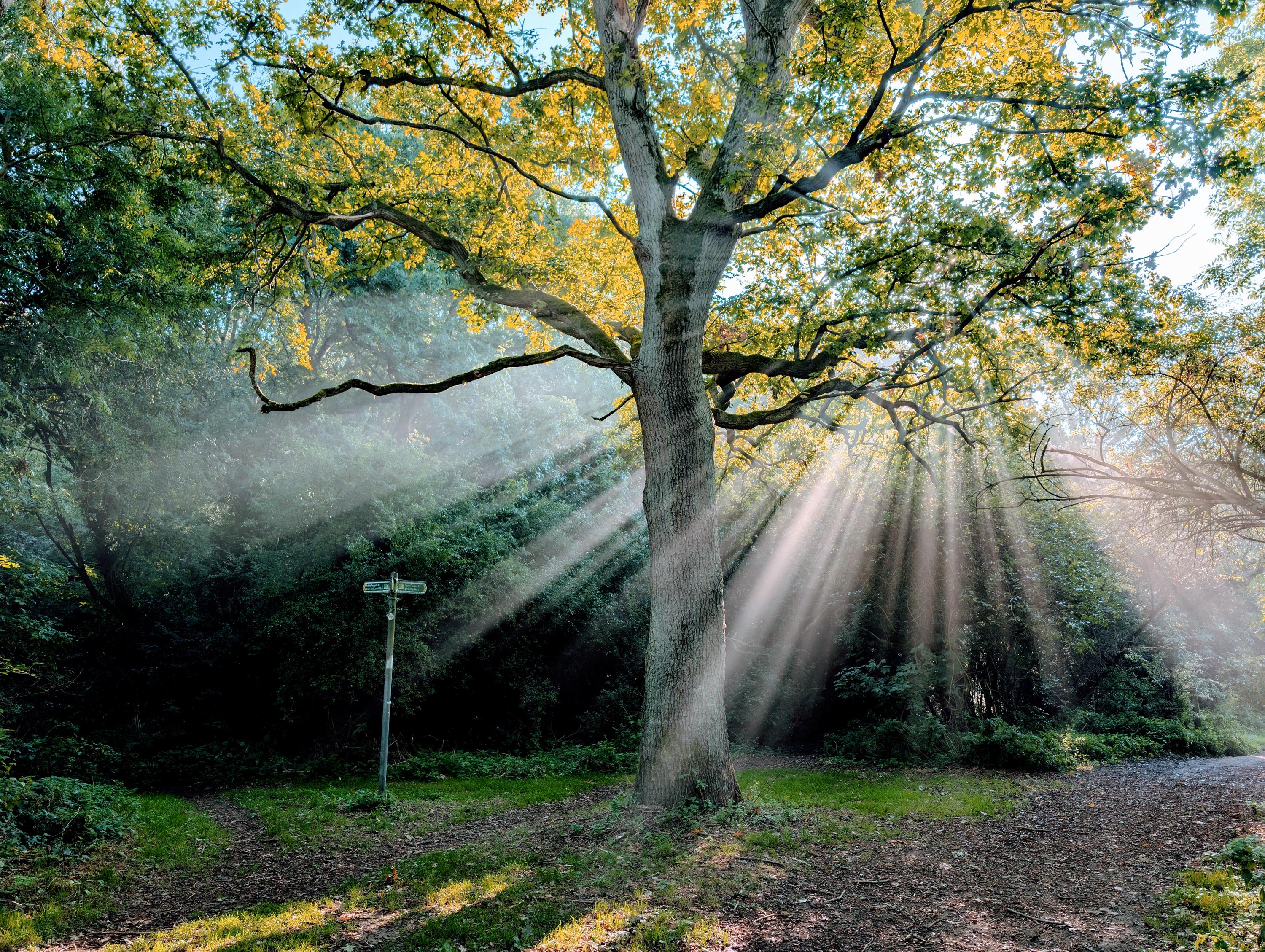 Tree in autumn morning mist after rain digital photo download, Hertfordshire nature reserve