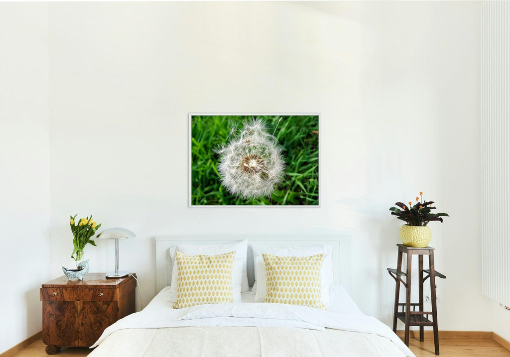 Dandelion seedhead in the grass