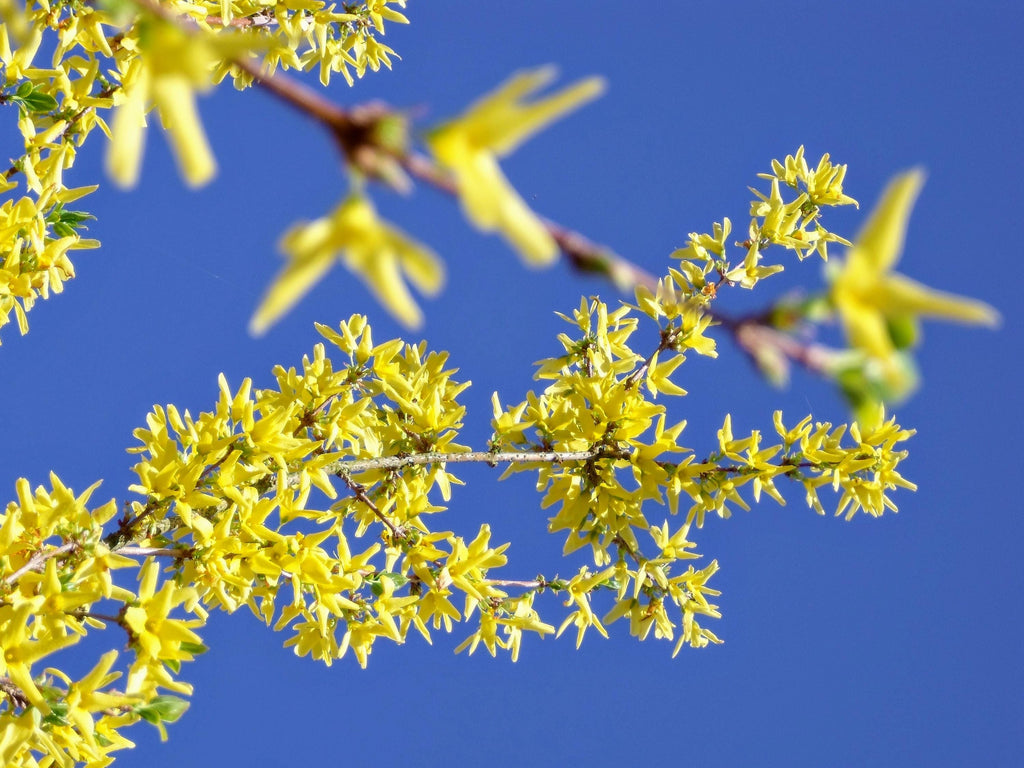 Bright yellow forsythia blossom on blue sky digital photo download, Bovingdon Hertfordshire