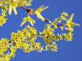 Bright yellow forsythia blossom on blue sky digital photo download, Bovingdon Hertfordshire