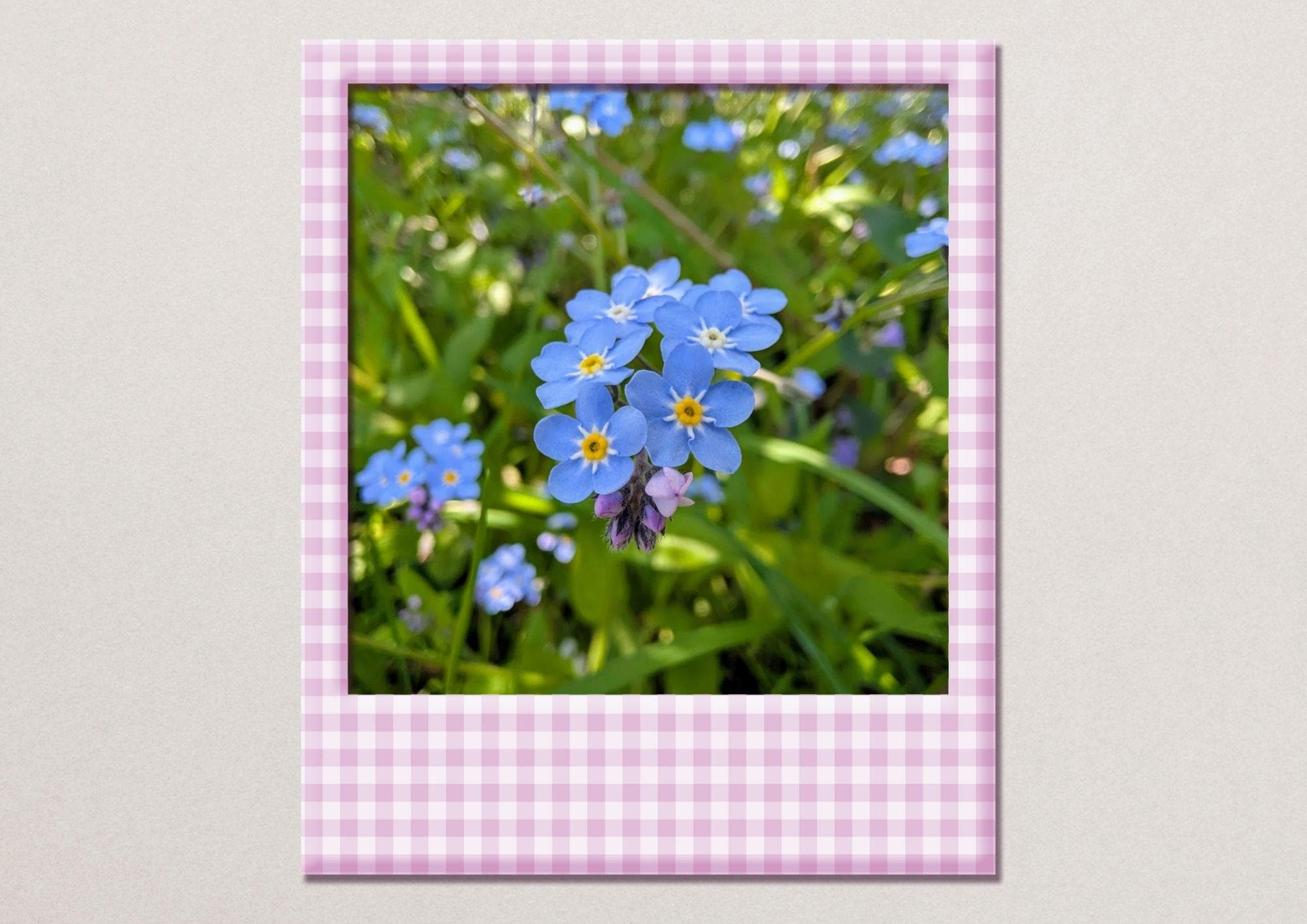 Forget-me-nots in the woodland