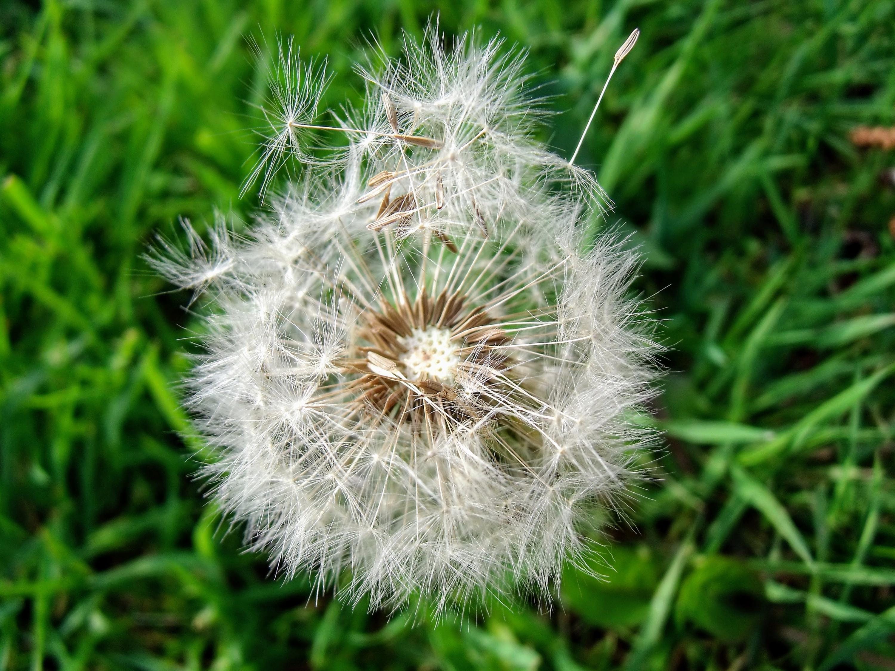 Dandelion seedhead in the grass